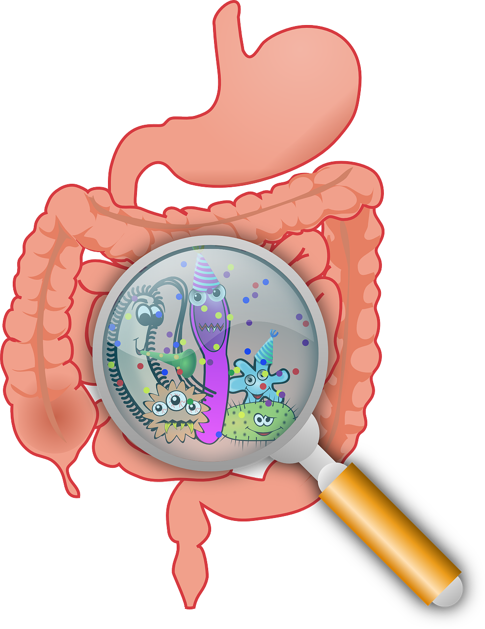 YOUR GUT MICROBIOME AND HEALTH