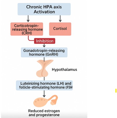 CRH-and-Cortisol