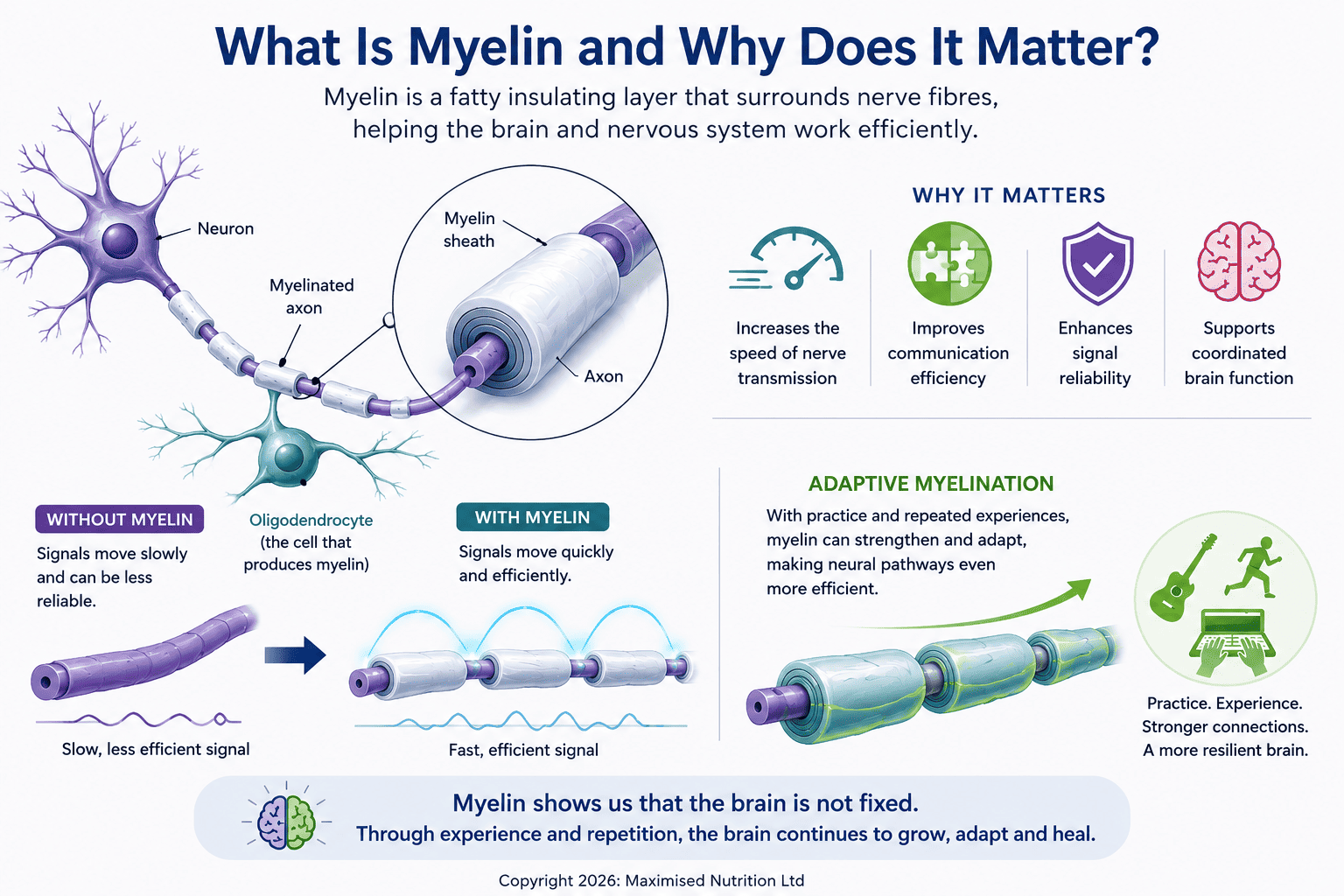 Can-Trauma-Rewire-The-Brain-1 (1) why does myelin matter?