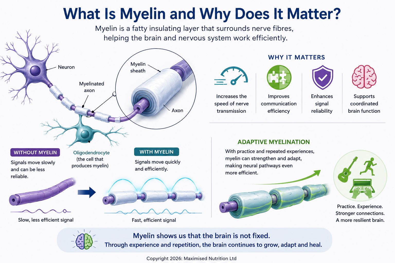 Can Trauma Rewire The Brain 1 Neuroplasticity, myelin and healing