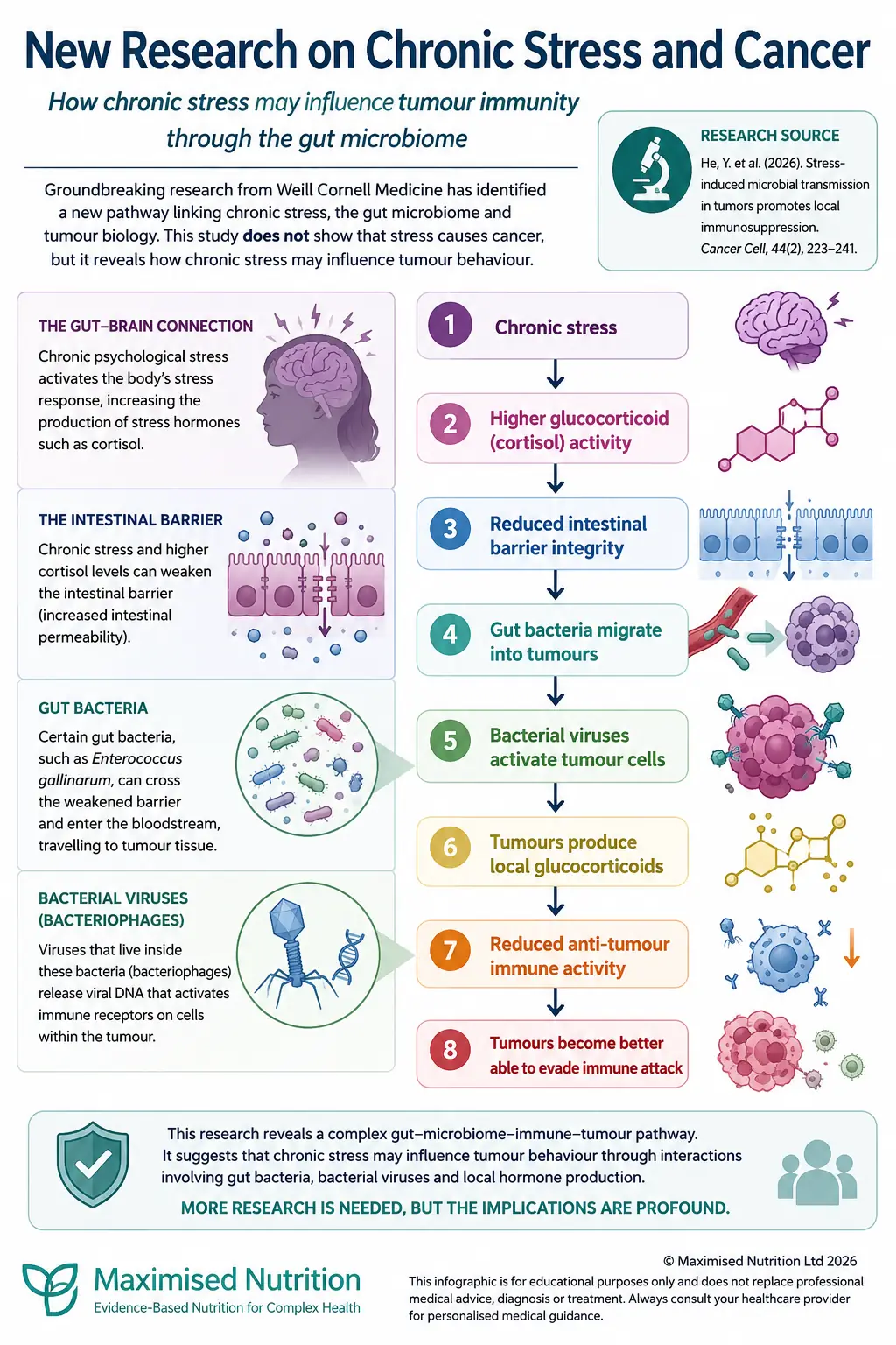chronic-stress-cancer-research-webp Infographic explaining new research on how chronic stress may influence tumour immunity through the gut microbiome, intestinal barrier, gut bacteria and bacterial viruses.